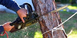 Best Tree Cabling and Bracing  in Desoto Lakes, FL